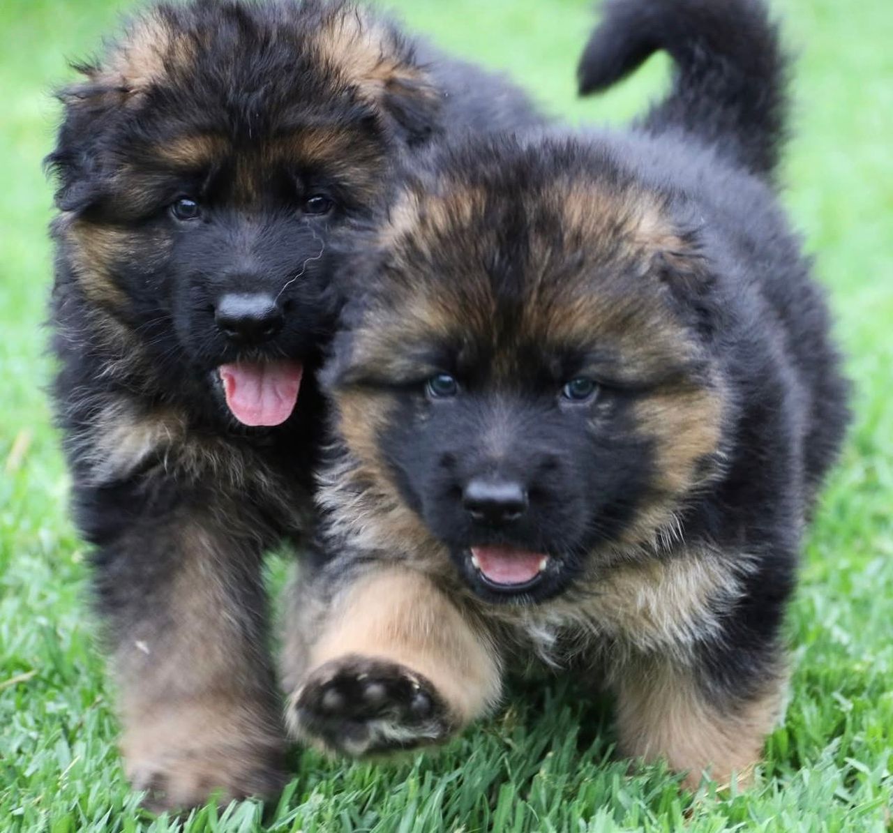 Wolfstone Kennel Breeding Philosophy